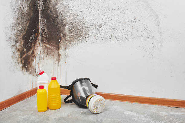 Best Toxic Mold Removal  in Indian River, MI