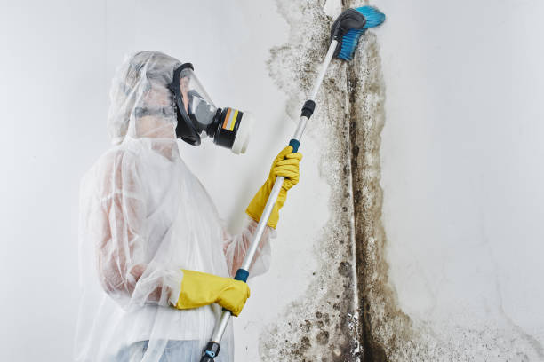 Best Mold Cleaning Services  in Indian River, MI