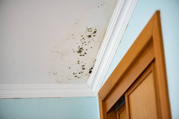 Best Local Mold Removal Service  in Indian River, MI