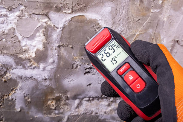 Mold Removal and Inspection in Indian River, MI