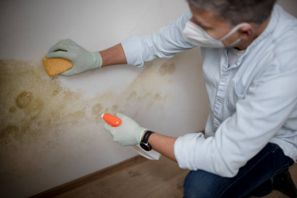 Best Mold Testing  in Indian River, MI