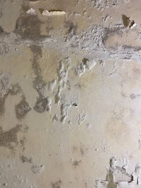 Best Mold Cleaning Services  in Indian River, MI