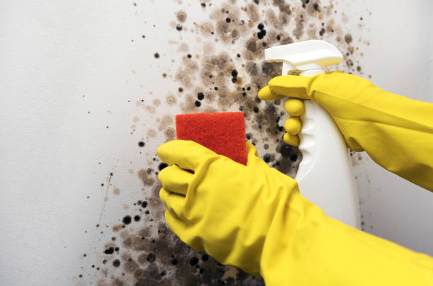 Best Emergency Mold Removal  in Indian River, MI